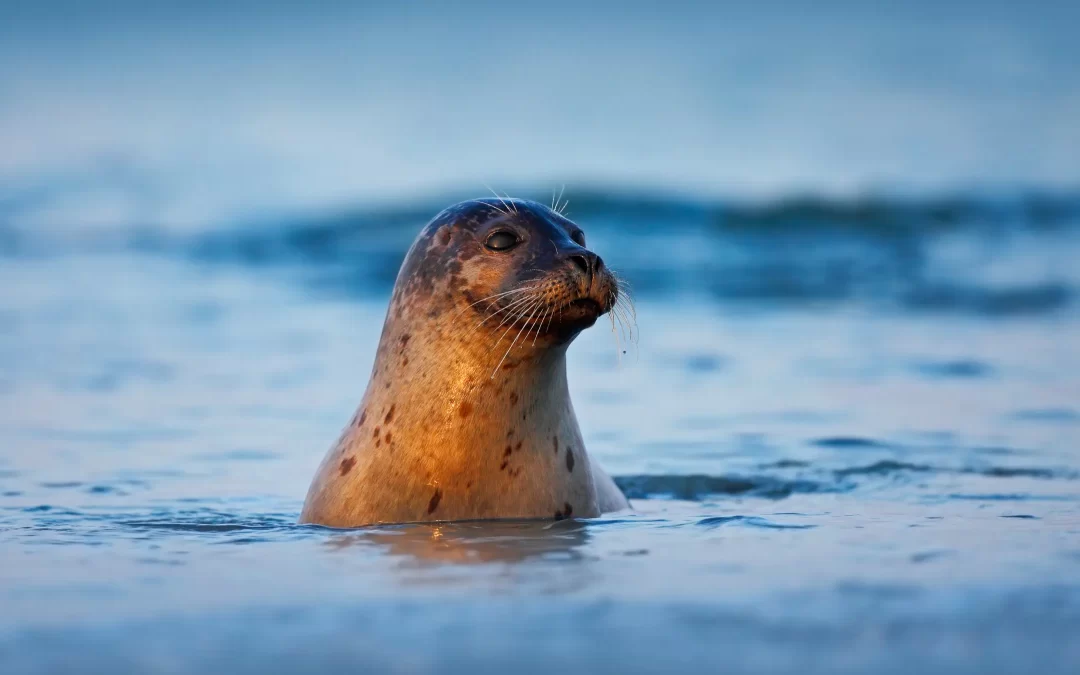 Zeehond voor de haven