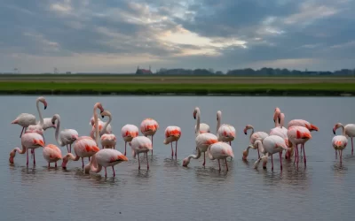Flamingo’s op de Grevelingen